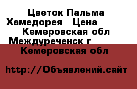 Цветок Пальма Хамедорея › Цена ­ 1 000 - Кемеровская обл., Междуреченск г.  »    . Кемеровская обл.